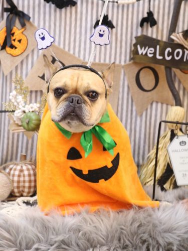 20251013力也くん