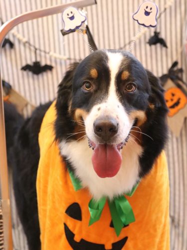 20251013ココちゃん