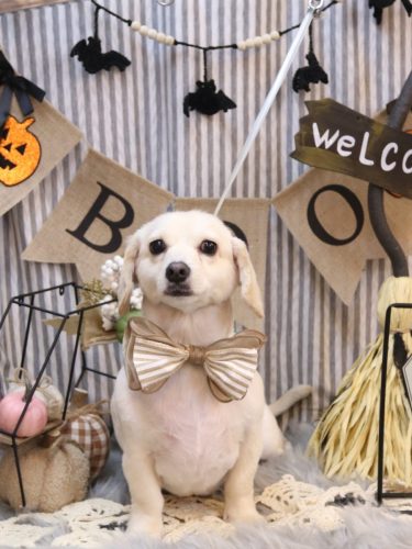 20251014るんくん