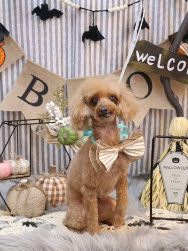 20251014ラムちゃん