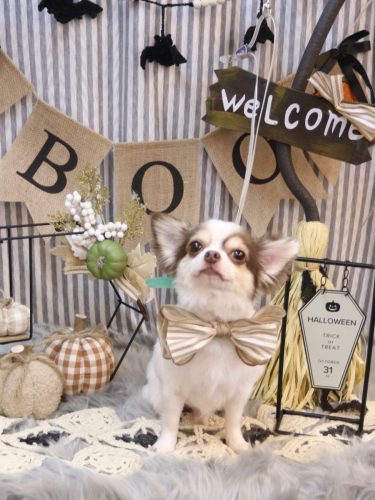 20251014トキくん