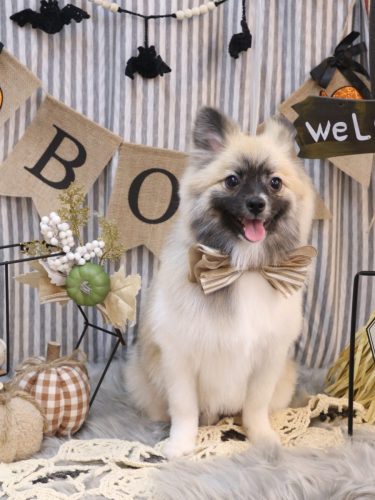 20251014だるくん