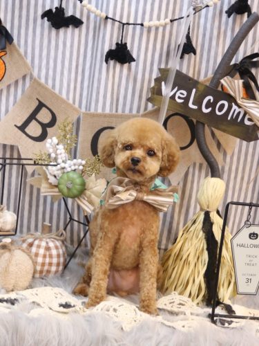 20251014チャッピーくん