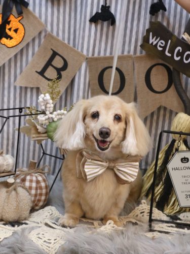 202510158グラちゃん