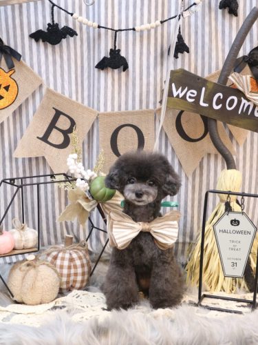 20251015NEROちゃん