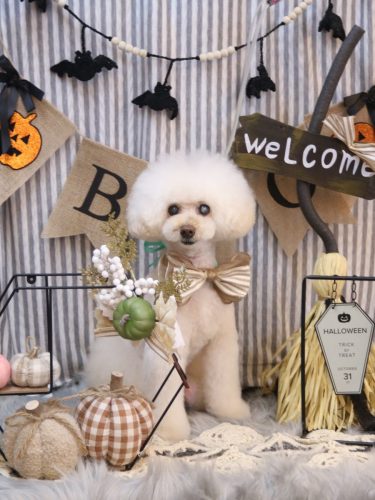 20251015ピッピちゃん