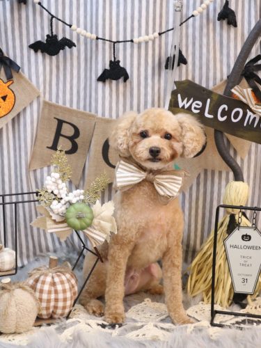 20251016おでんくん