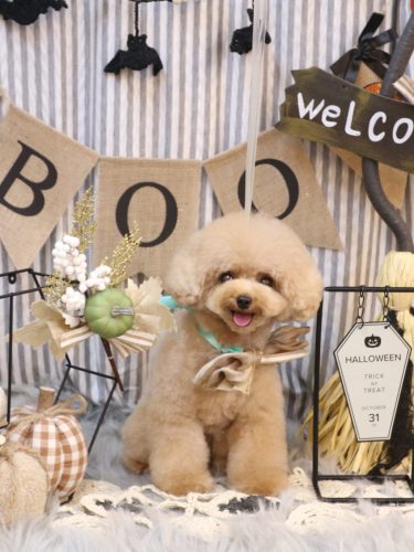 20251016ラブちゃん