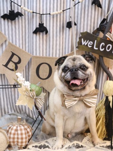 20251016ごんぞうくん