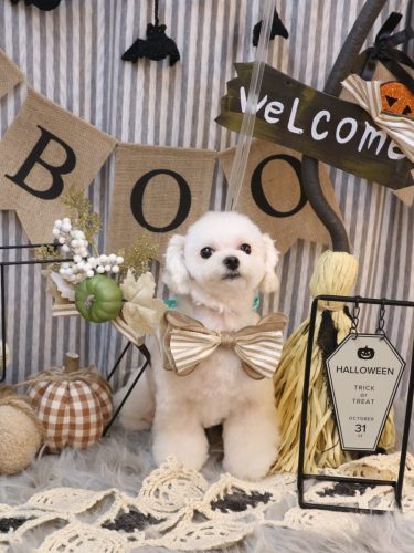 20251016シェリーちゃん