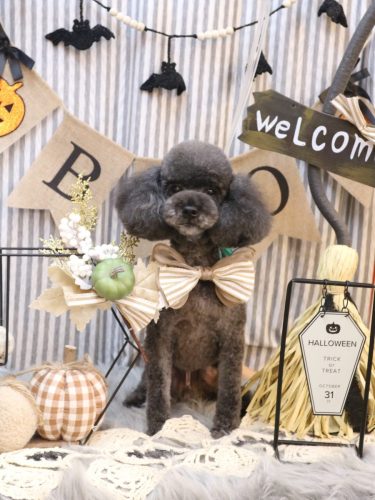 20251016ボーロくん