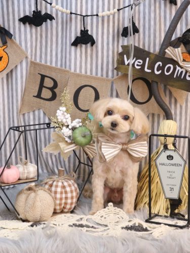 20251016ショコラくん