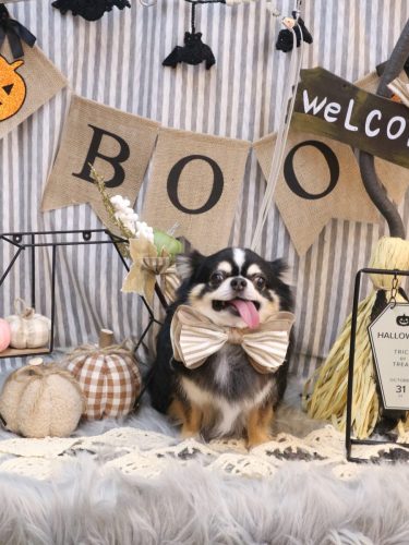 20251016ごまくん