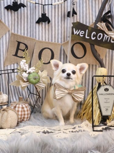 20251016ミルクちゃん