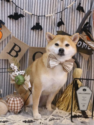 20251017はなちゃん