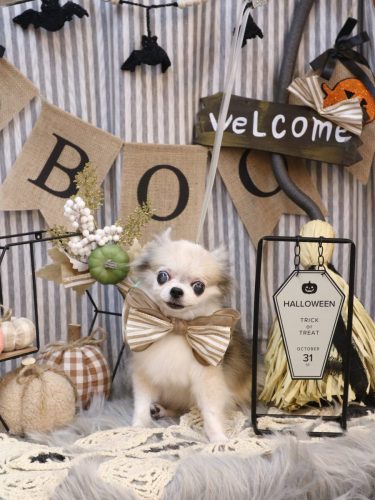 20251017ルナちゃん