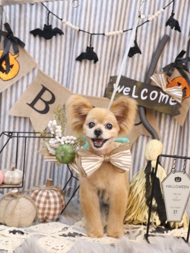 20251017クッキーくん