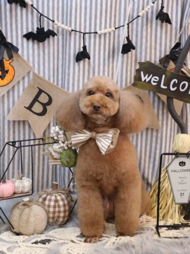 20251017まろんちゃん