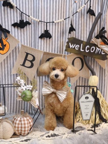 20251017むぎちゃん