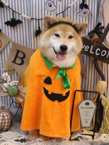 20251017こまくん