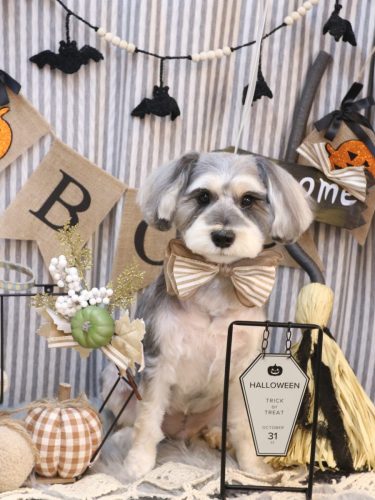 20251017パピコくん