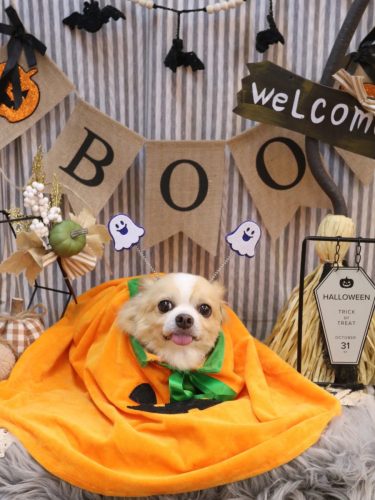 20251017マロ太くん