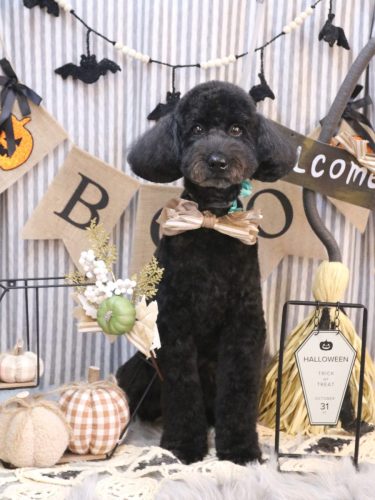 20251017アロちゃん