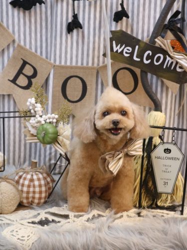 20251017バーディーくん