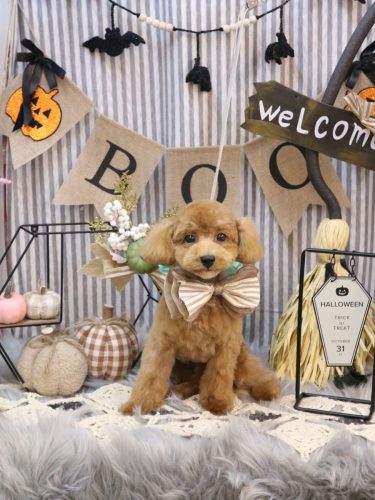 20251018モカちゃん