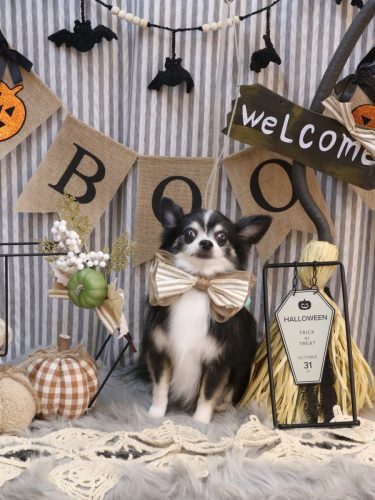 20251018パピーくん