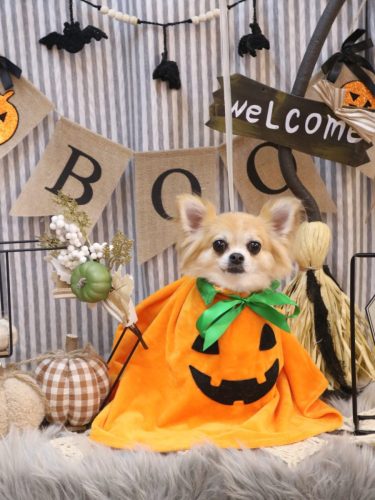 20251018りるちゃん