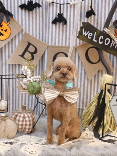 20251018ポムちゃん