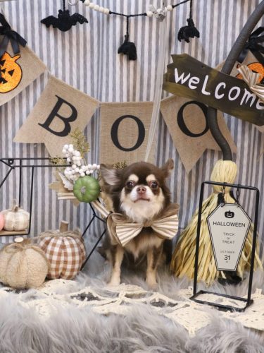 20251018くるみちゃん