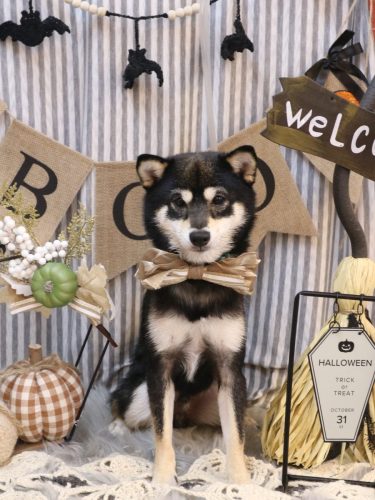 20251018むさしくん