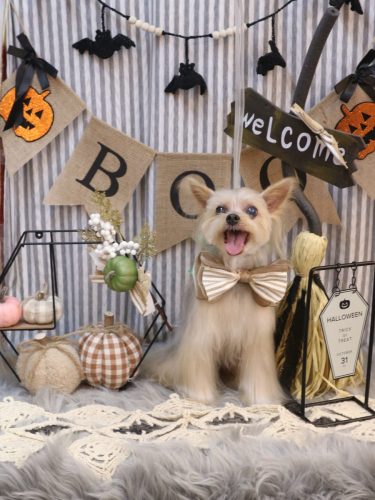 20251018ココちゃん