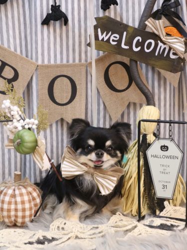 20251018プリンちゃん