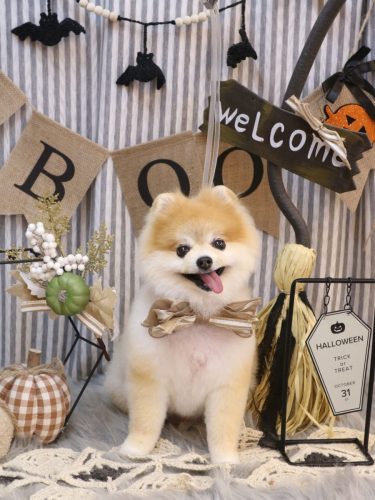 20251018モコくん