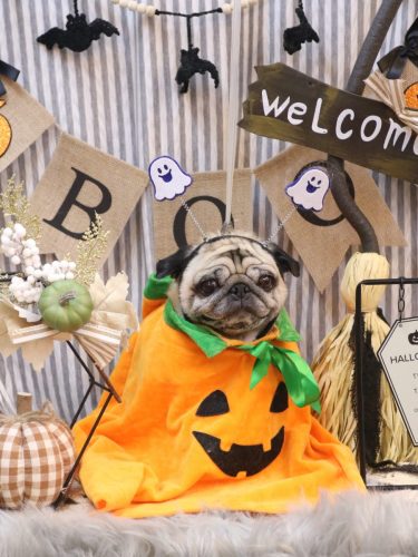 20251018くりこちゃん