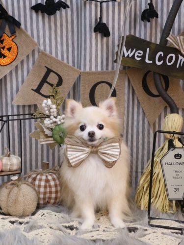 20251019小豆くん