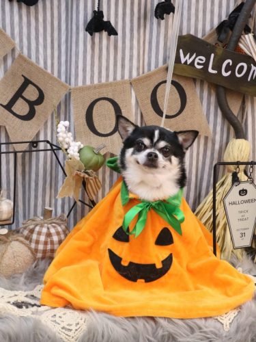 20251019チー太くん