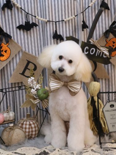 20251019ポンくん