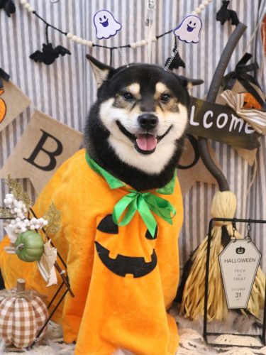 20251019ココくん