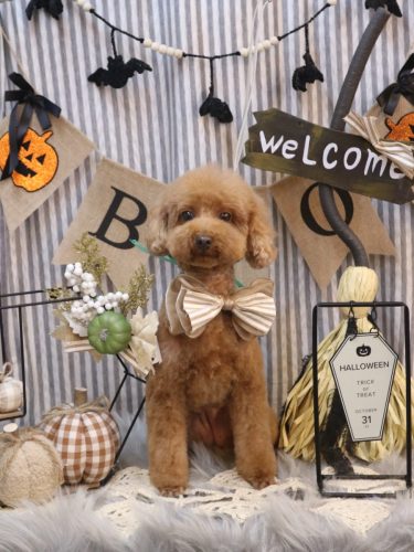 20251019むぎちゃん