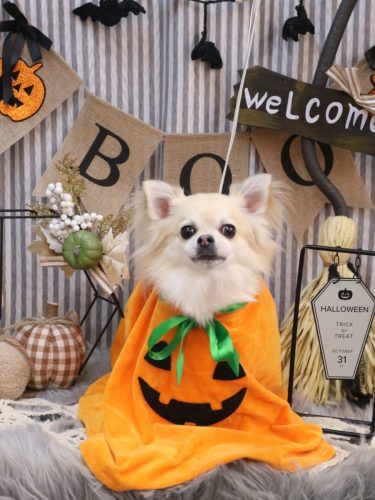 20251019とわくん