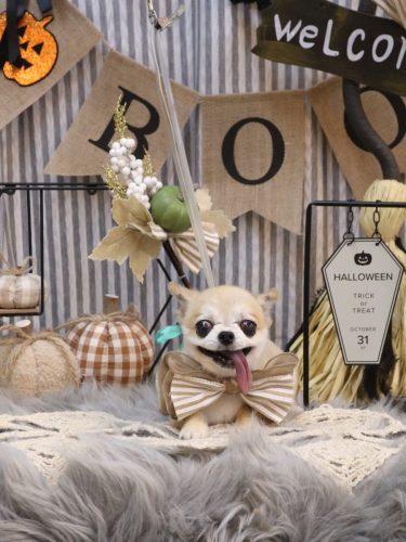 20251019momoちゃん