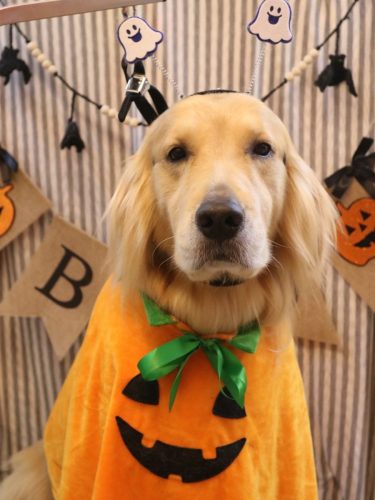 20251021マロンくん