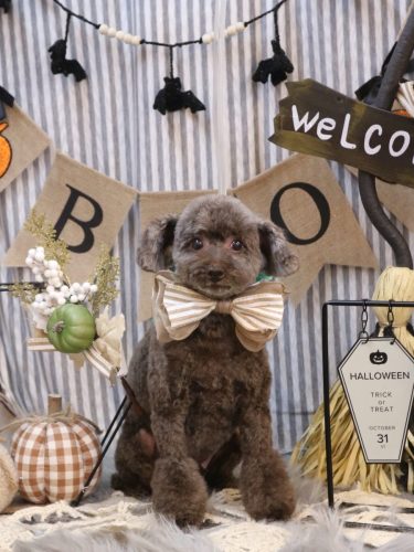 20251021モカくん