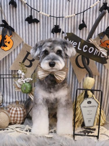 20251022ビッケくん