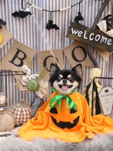 20251022ボスくん