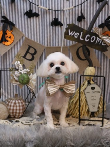 20251022とろろちゃん